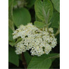 VIBURNUM lantana MOHICAN