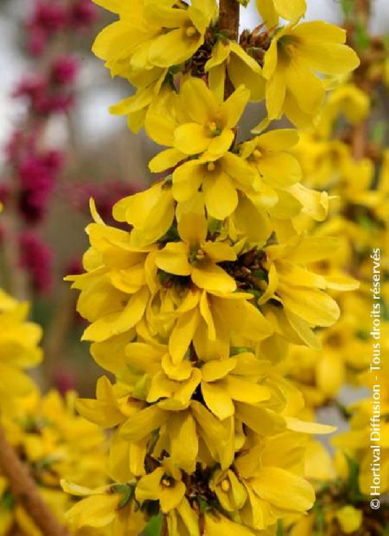 FORSYTHIA intermedia MIKADOR