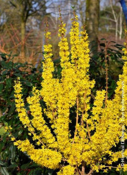 FORSYTHIA intermedia MIKADOR