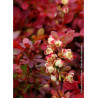 BERBERIS thunbergii ADMIRATION