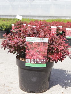 BERBERIS thunbergii ADMIRATION En pot de 3-4 litres