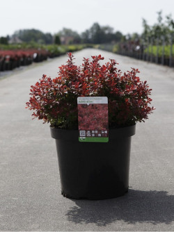 BERBERIS thunbergii ADMIRATION En pot de 10-12 litres