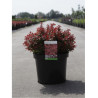 BERBERIS thunbergii ADMIRATION En pot de 10-12 litres