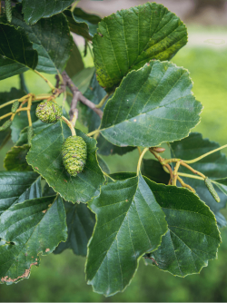 ALNUS glutinosa