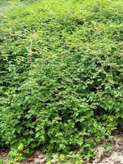 STEPHANANDRA incisa CRISPA