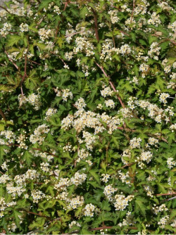 STEPHANANDRA incisa CRISPA