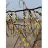 STACHYURUS chinensis JOY FOREVER