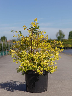 SPIRAEA vanhouttei GOLD FOUNTAIN En pot de 10-12 litres