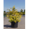 SPIRAEA vanhouttei GOLD FOUNTAIN En pot de 10-12 litres