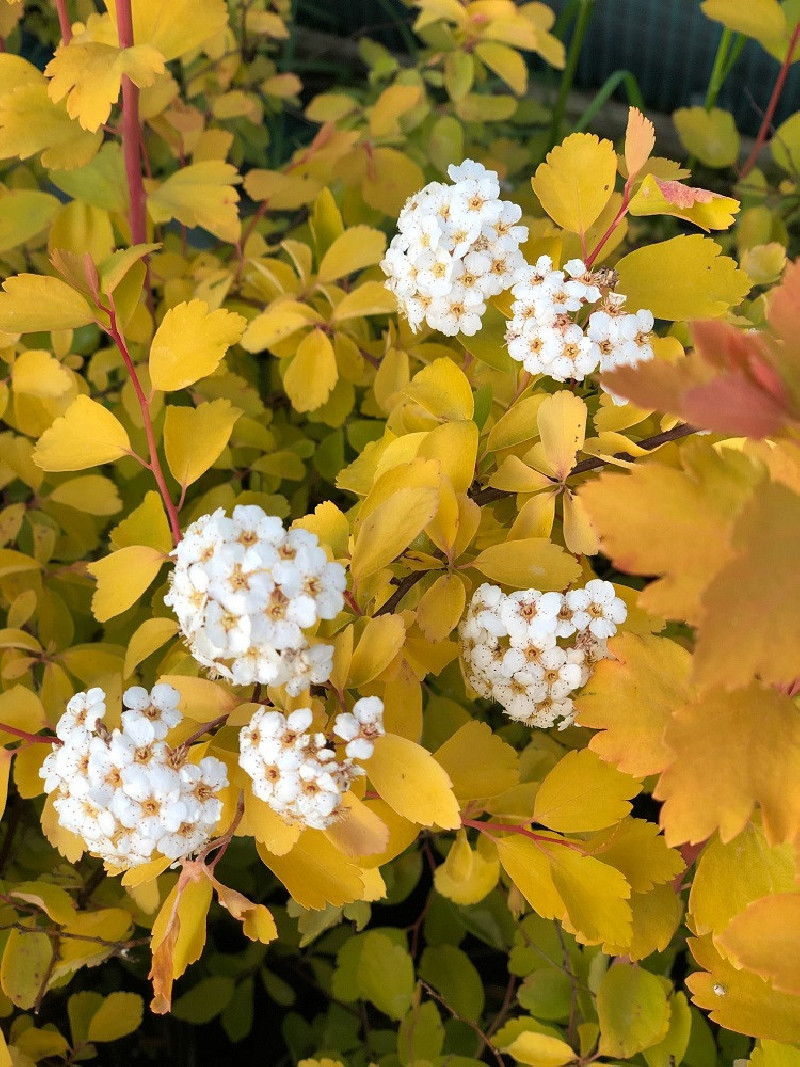 SPIRAEA vanhouttei GOLD FOUNTAIN