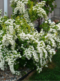 SPIRAEA vanhouttei GOLD FOUNTAIN