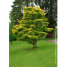 ACER shirasawanum AUREUM