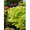 ACER shirasawanum AUREUM