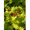 ACER shirasawanum AUREUM