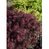 ACER palmatum DISSECTUM FIRECRACKER
