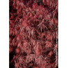 ACER palmatum DISSECTUM FIRECRACKER