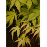 ACER palmatum KATSURA