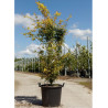ACER palmatum KATSURA En pot de 25-30 litres