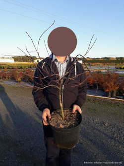 ACER palmatum DISSECTUM FIRECRACKER En pot de 10-12 litres