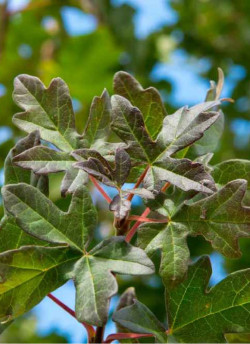 ACER campestre RED SHINE