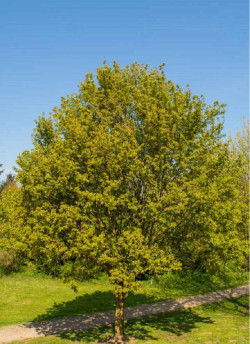 ACER campestre RED SHINE