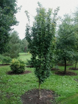 ACER campestre WILLIAM CALDWELL