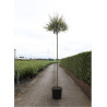 SALIX integra HAKURO-NISHIKI En pot de 25-30 litres forme tige hauteur du tronc 180-200 cm