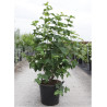 VIBURNUM opulus ROSEUM En pot de 35-50 litres