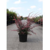 BERBERIS thunbergii ROSE GLOW En pot de 10-12 litres