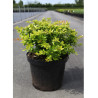 BERBERIS media DUAL JEWEL En pot de 10-12 litres