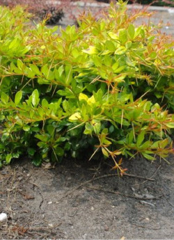 BERBERIS media DUAL JEWEL