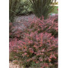 BERBERIS thunbergii CABERNET