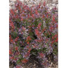 BERBERIS thunbergii CABERNET
