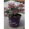 BERBERIS thunbergii CABERNET En pot de 10-12 litres