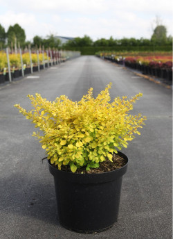 BERBERIS thunbergii AUREA En pot de 10-12 litres
