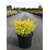 BERBERIS thunbergii AUREA En pot de 10-12 litres
