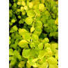 BERBERIS thunbergii AUREA