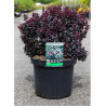 BERBERIS thunbergii CONCORDE En pot de 10-12 litres