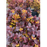 BERBERIS thunbergii CONCORDE