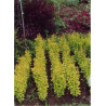 BERBERIS thunbergii GOLDEN ROCKET