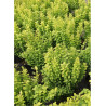 BERBERIS thunbergii GOLDEN ROCKET