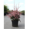 BERBERIS thunbergii HARLEQUIN En pot de 10-12 litres
