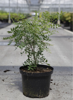 XANTHOCERAS sorbifolium En pot de 4-5 litres