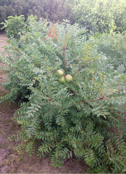 XANTHOCERAS sorbifolium