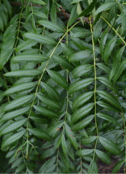 XANTHOCERAS sorbifolium