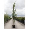 BETULA verrucosa FASTIGIATA En pot de 10-12 litres forme baliveau