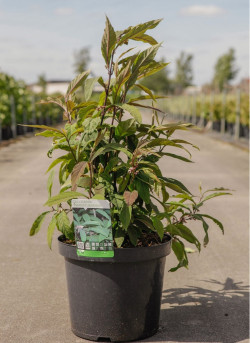 CALLICARPA kwangtungensis En pot de 10-12 litres