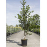 PRUNUS pandora En pot de 12-15 litres forme baliveau