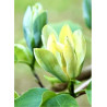 MAGNOLIA acuminata BLUE OPAL