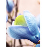 MAGNOLIA acuminata BLUE OPAL